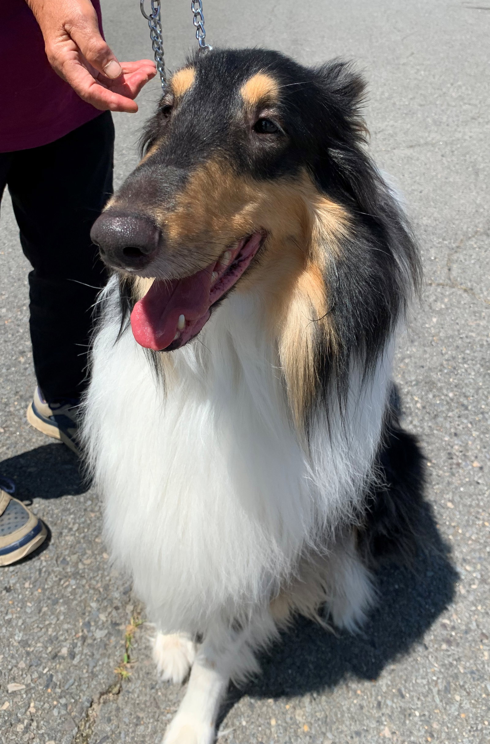 Sam a Adult Male Collie (long coat) adopted through Collie Rescue