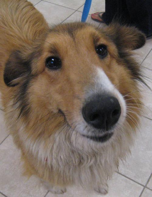 Amber a Young Female Collie / Shetland Sheepdog Sheltie / Mixed (long coat) adopted through Collie Rescue