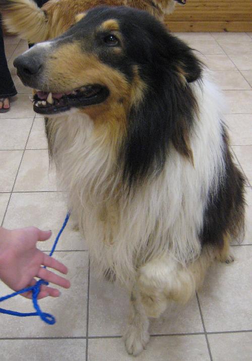 Buddy Holly a Adult Male Collie (long coat) adopted through Collie Rescue