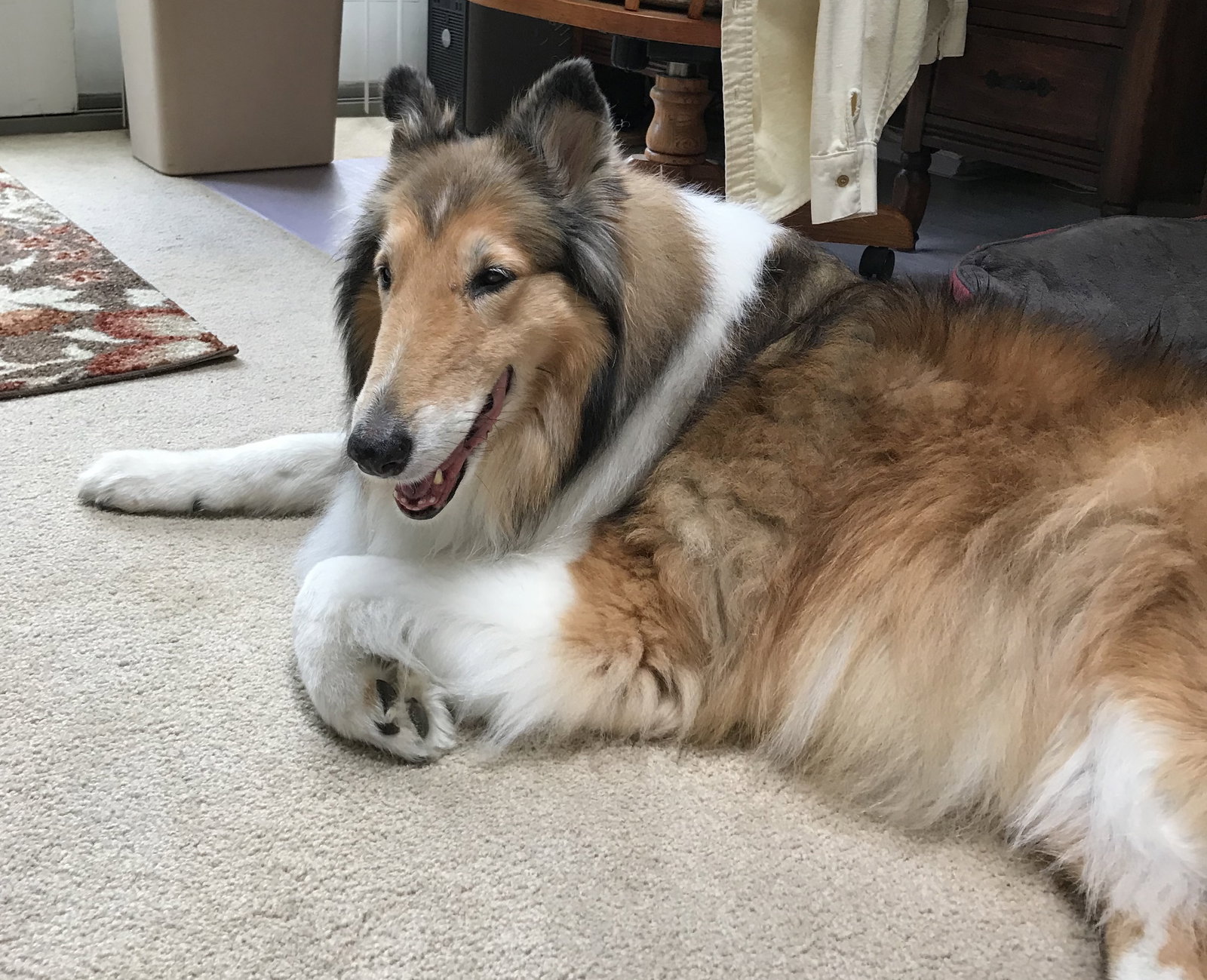 Bella a Adult Female Collie (long coat) adopted through Collie Rescue