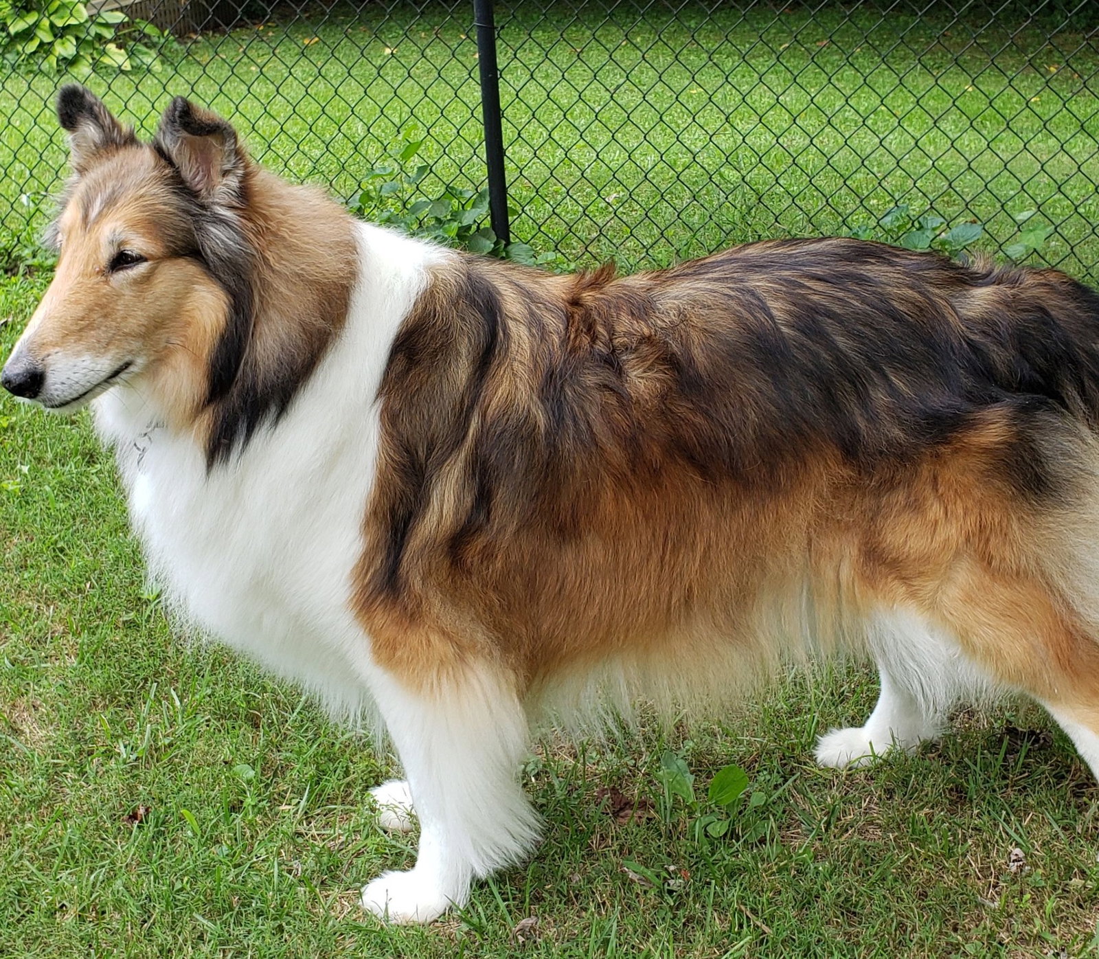 Bella - photo 2
