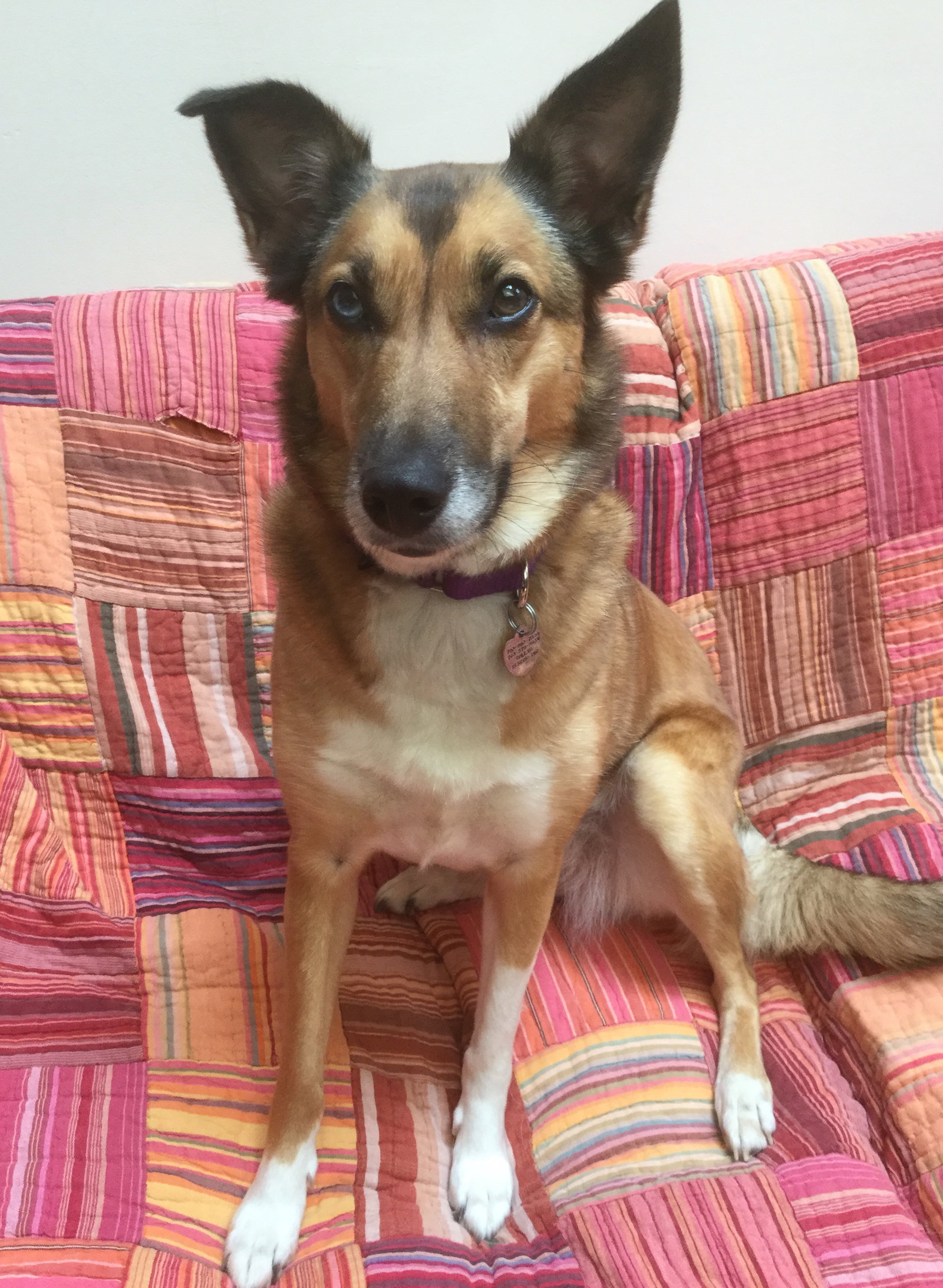 Luna a Adult Female Collie / Mixed (short coat) adopted through Collie Rescue