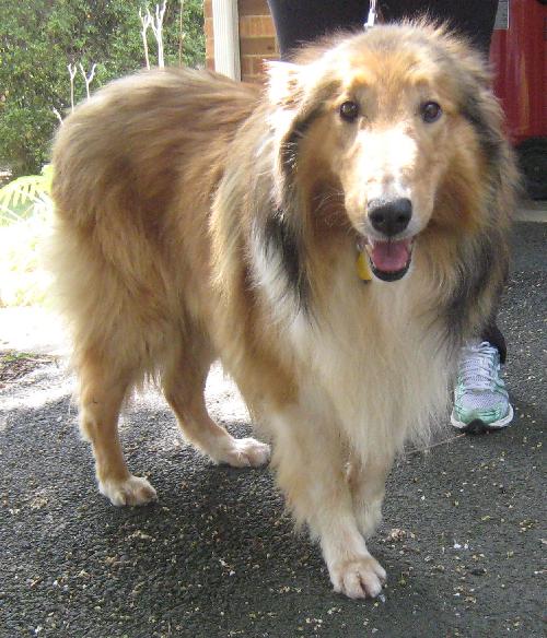 Finn - photo 2
