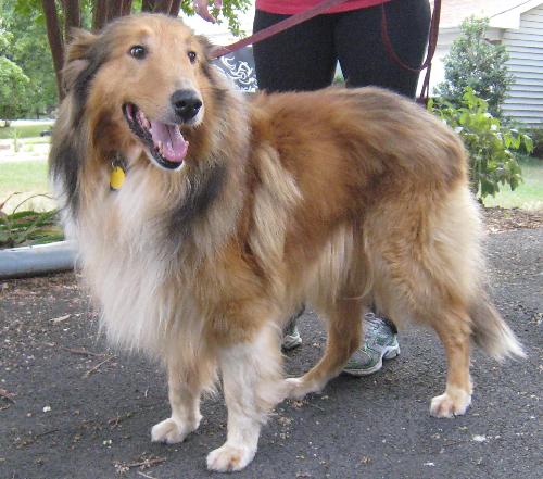 Finn a Adult Male Collie (long coat) adopted through Collie Rescue