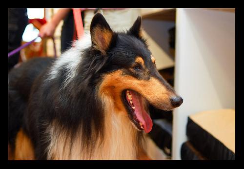 Pal a Adult Male Collie (long coat) adopted through Collie Rescue