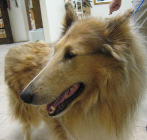 Cayman a Adult Male Collie (long coat) adopted through Collie Rescue