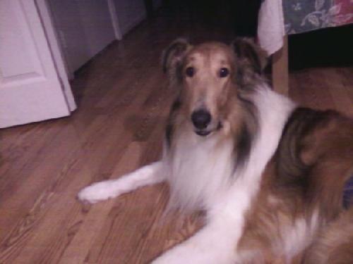 Lars a Adult Male Collie (long coat) adopted through Collie Rescue