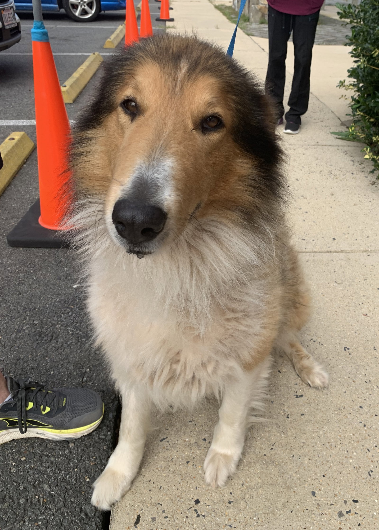 Toby - photo 3