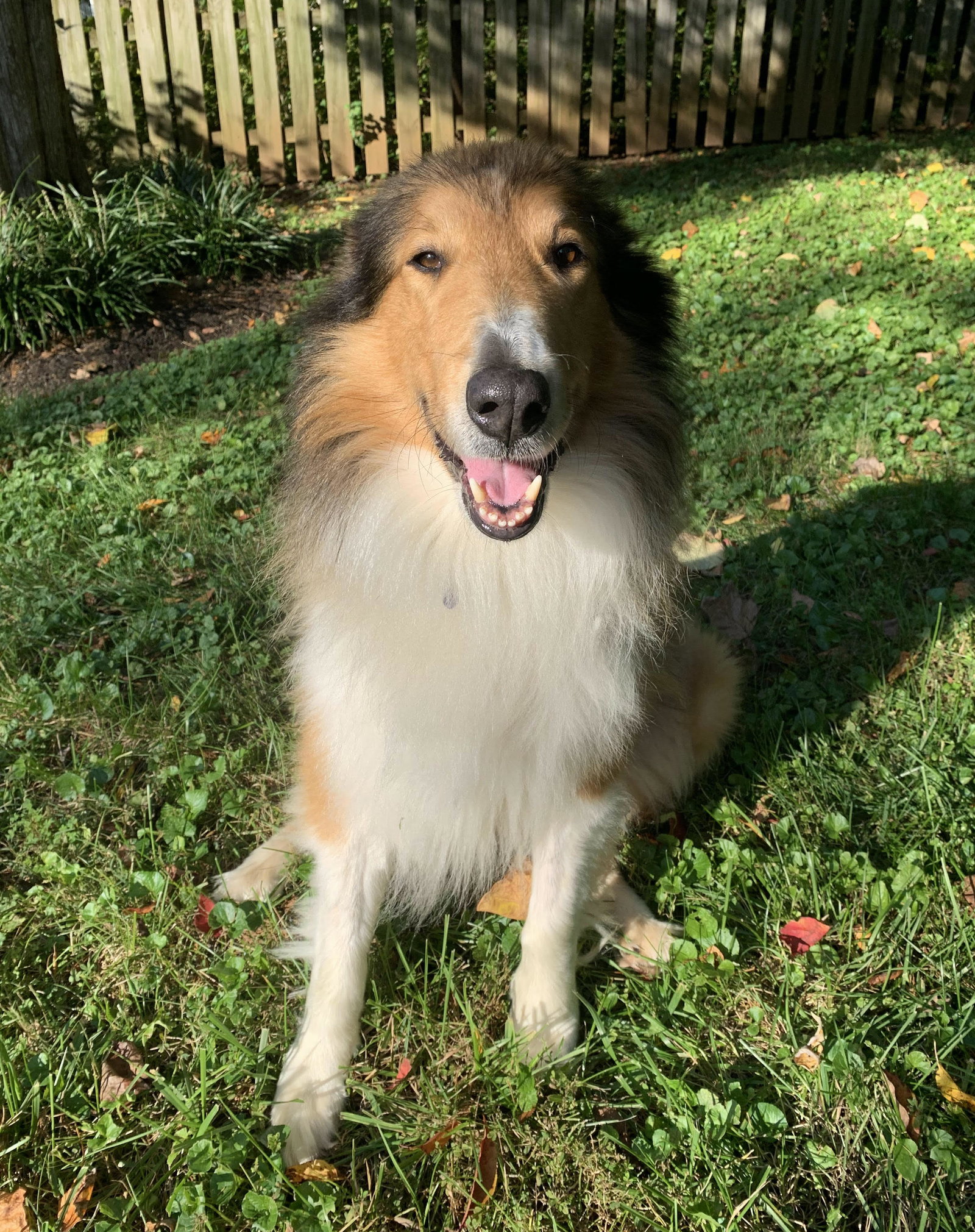 Toby a Adult Male Collie (long coat) adopted through Collie Rescue