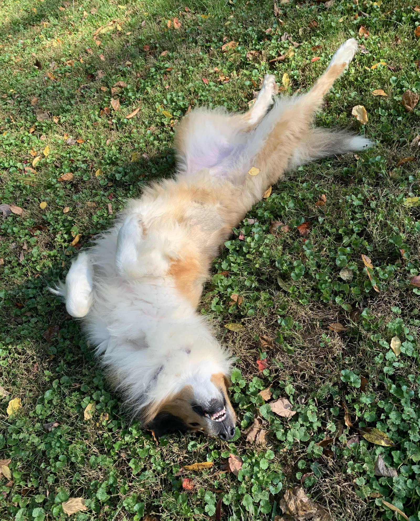 Toby - photo 4