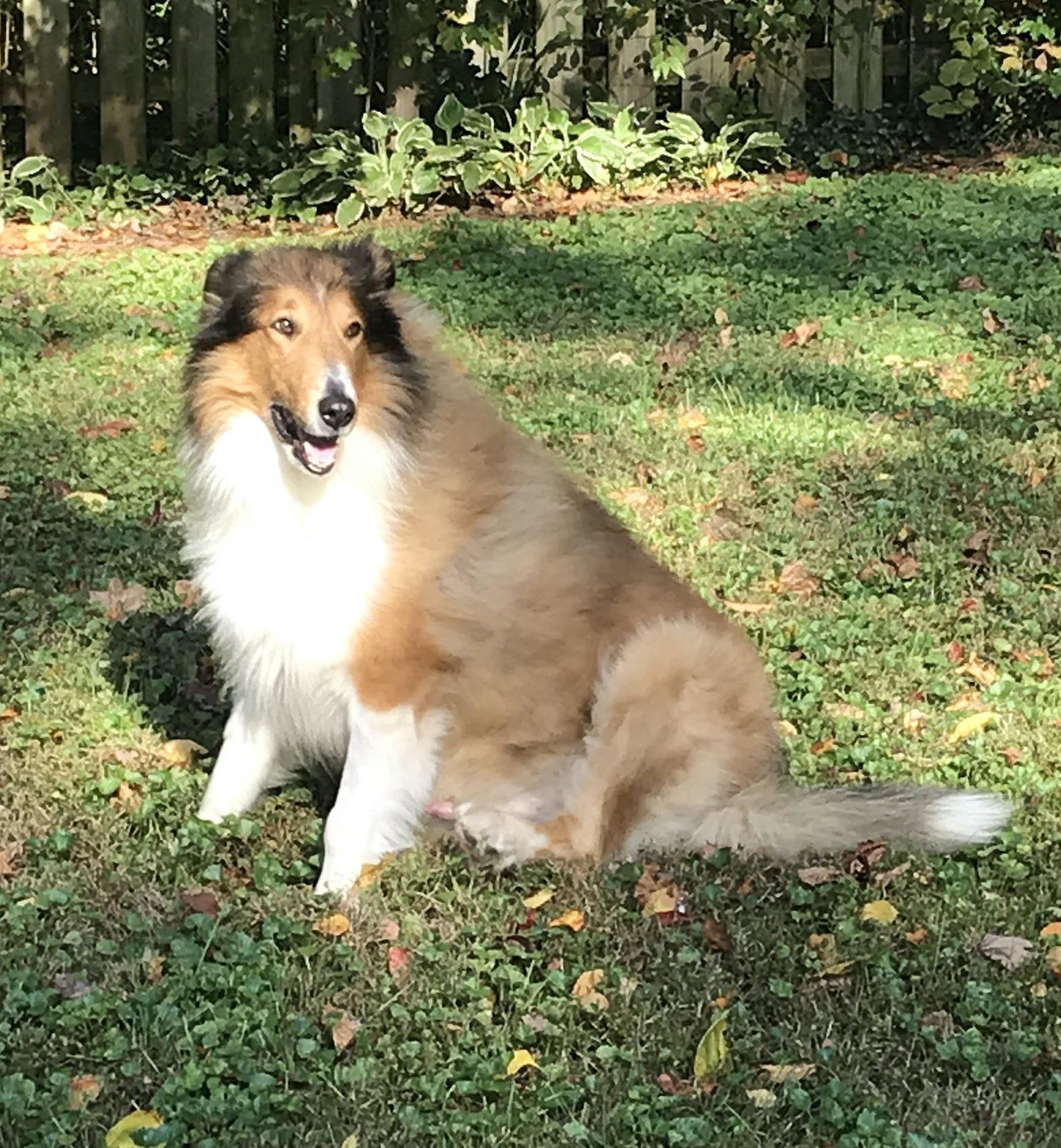 Toby - photo 2