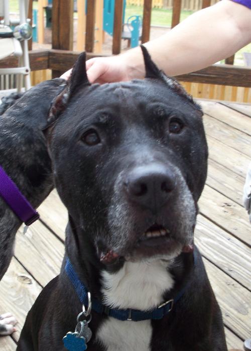 Bigsby a Adult Male Pit Bull Terrier (short coat) adopted through Collie Rescue
