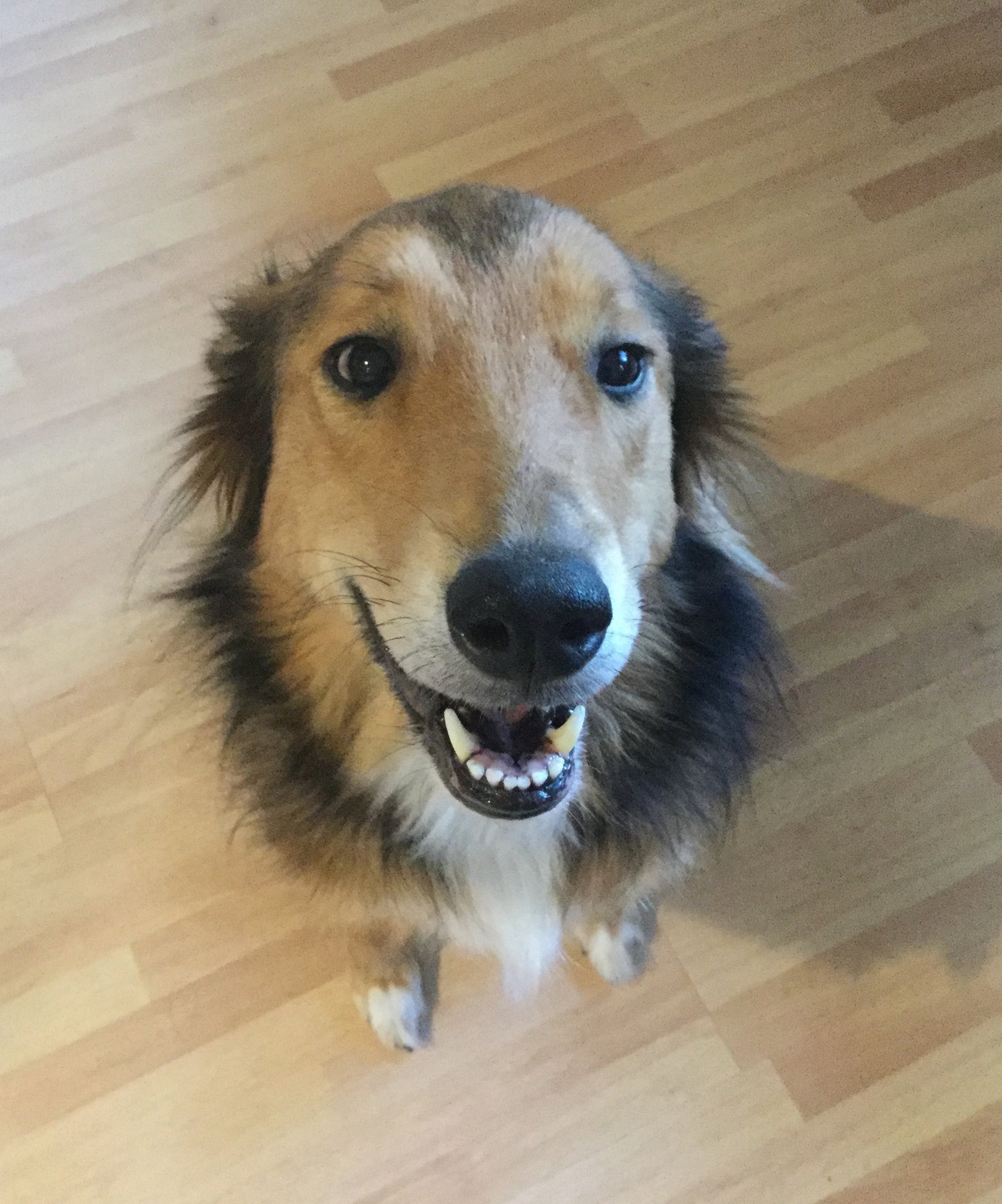 Ellie - photo 4