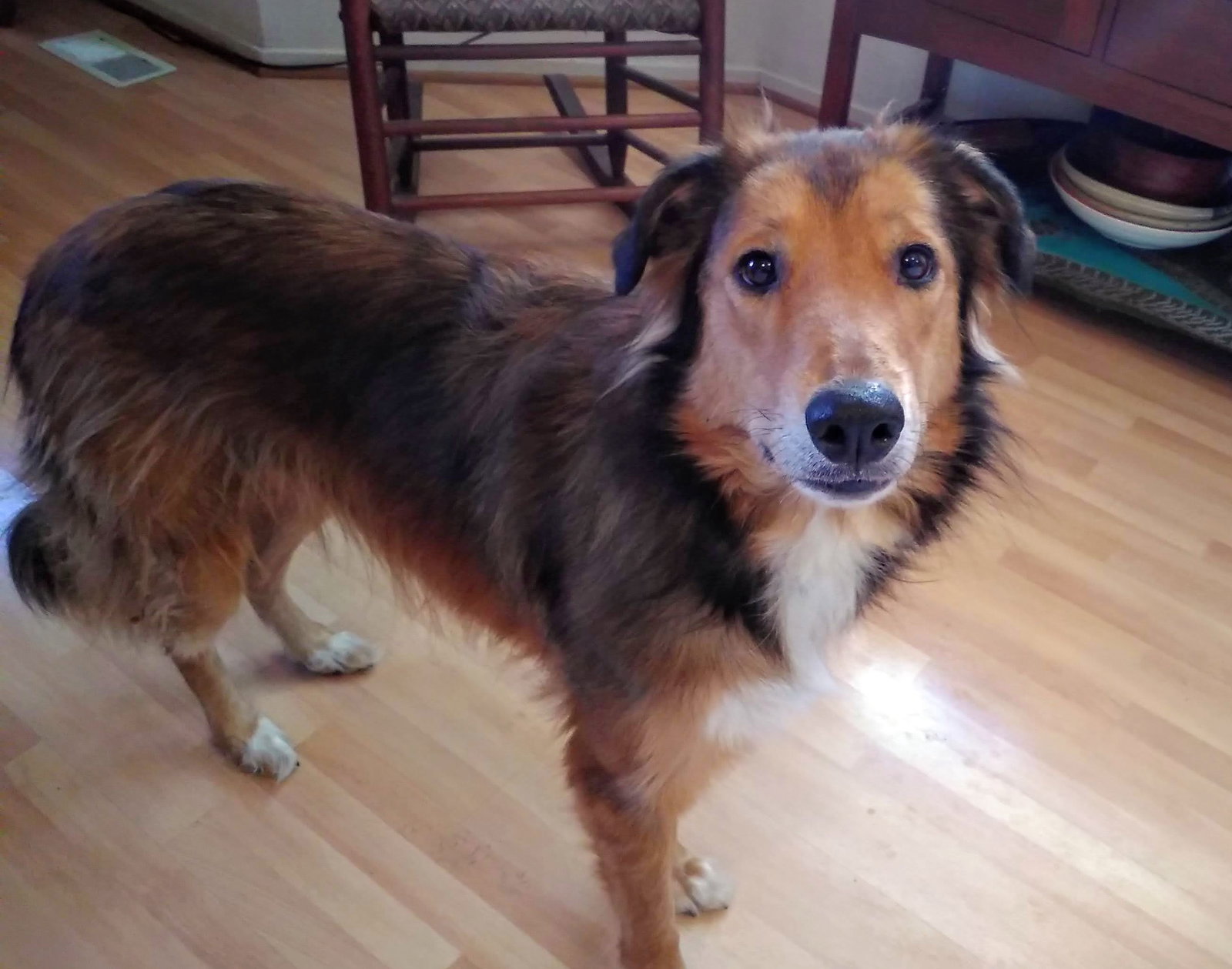 Ellie a Adult Female Collie / Mixed (medium coat) adopted through Collie Rescue