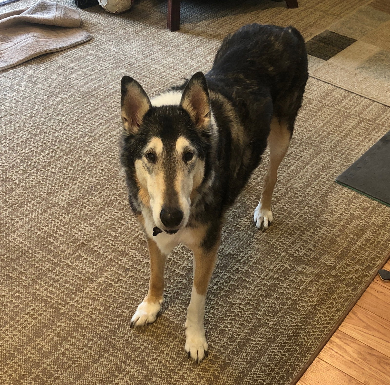 BeeJay a Senior Male Collie (short coat) adopted through Collie Rescue