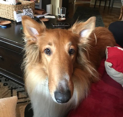 Liberty a Adult Female Collie (long coat) adopted through Collie Rescue
