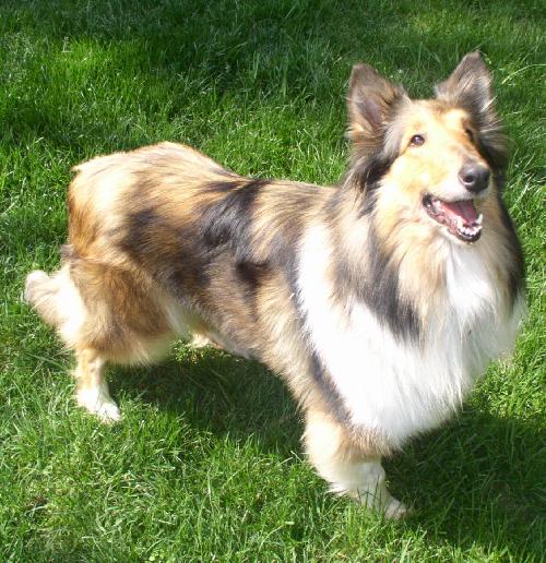 Daisy - photo 3