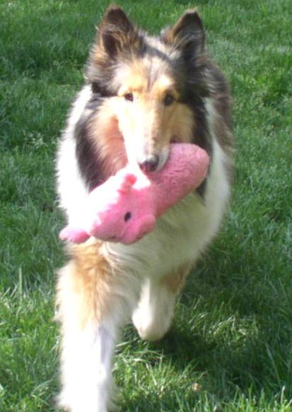 Daisy a Adult Female Collie (long coat) adopted through Collie Rescue