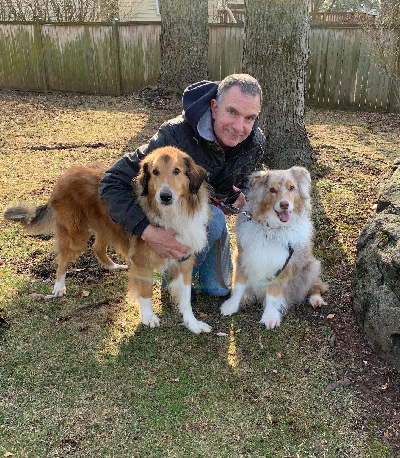 Duncan a Adult Male Collie / Mixed (long coat) adopted through Collie Rescue