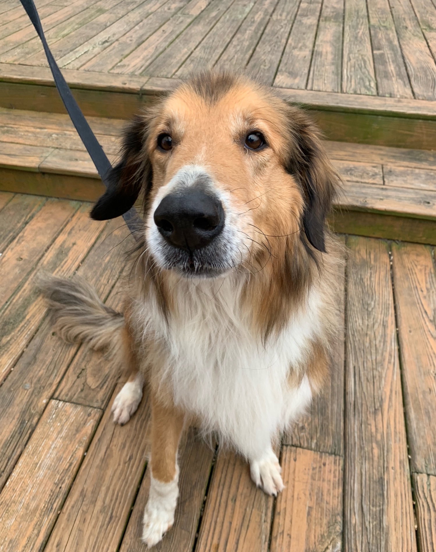 Duncan - photo 3