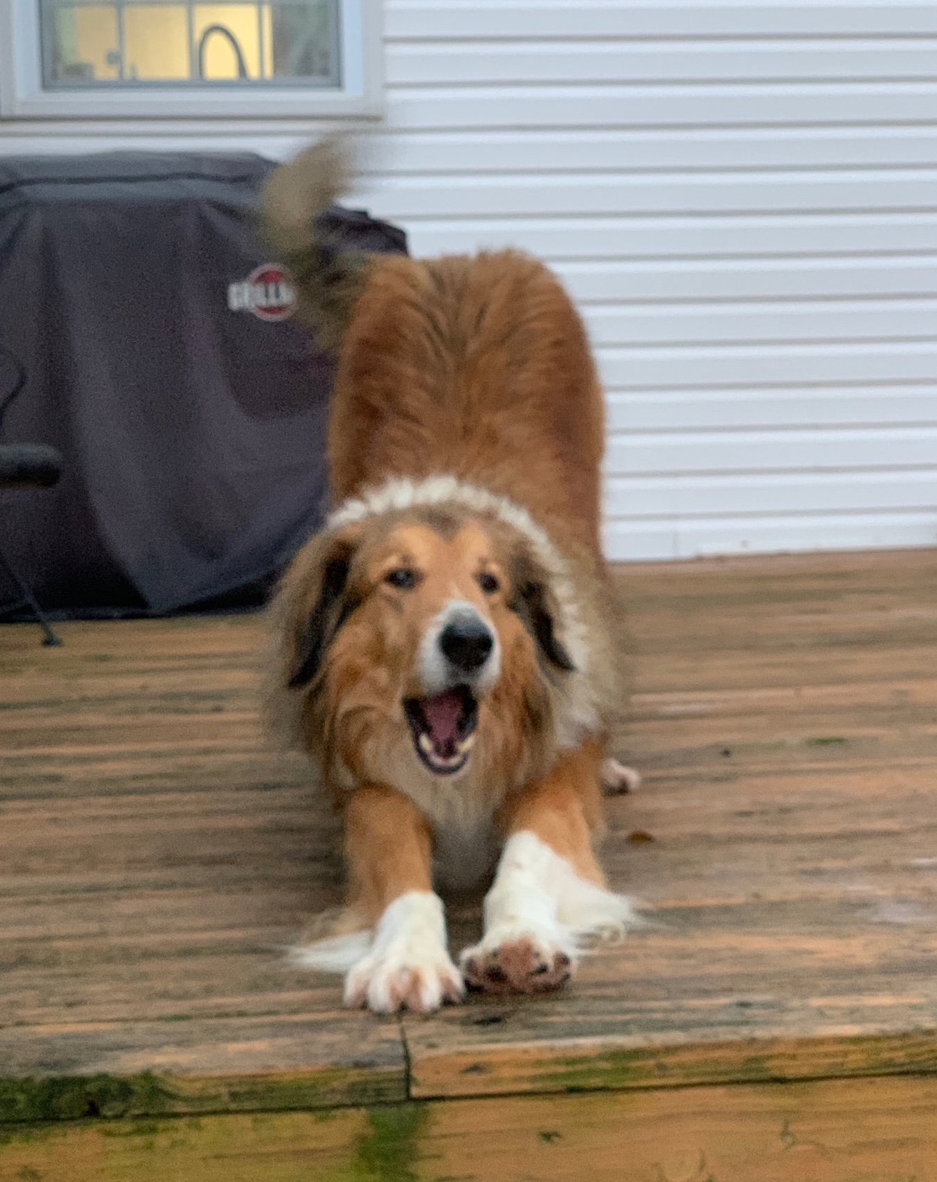 Duncan - photo 4