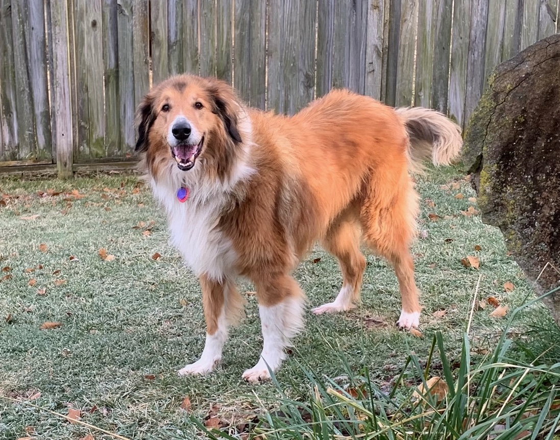 Duncan - photo 6