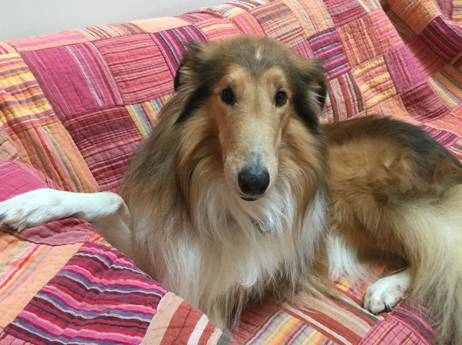 Ozzie - photo 4