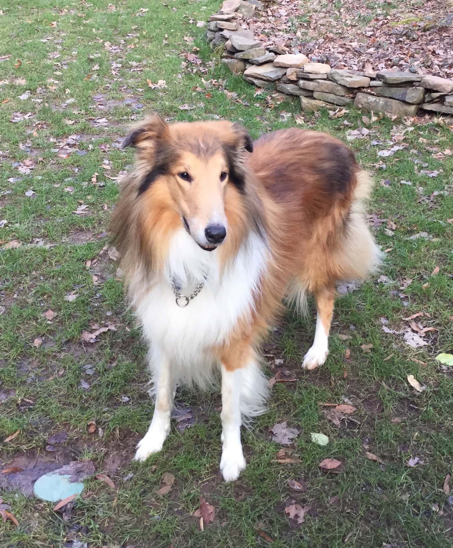 Ozzie - photo 2