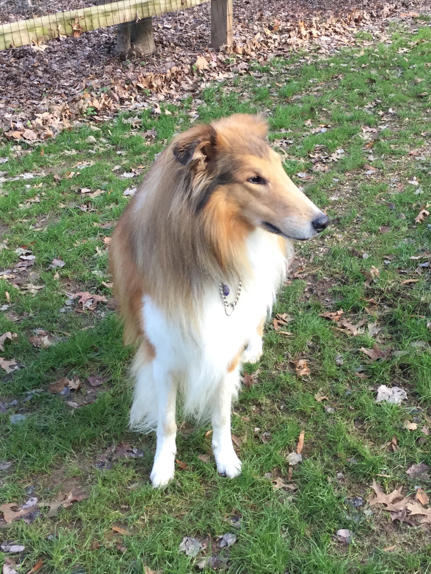 Ozzie - photo 3