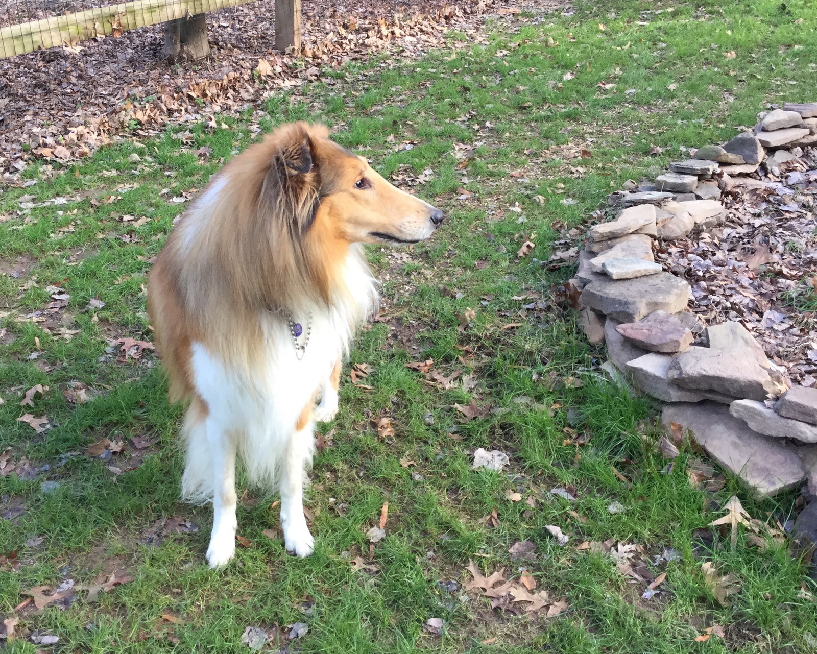Ozzie - photo 5