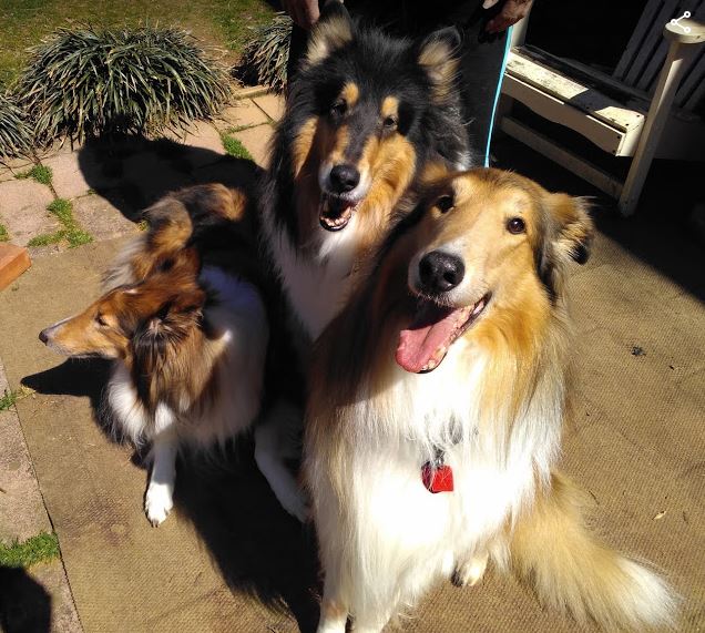 Ozzie a Adult Male Collie (long coat) adopted through Collie Rescue