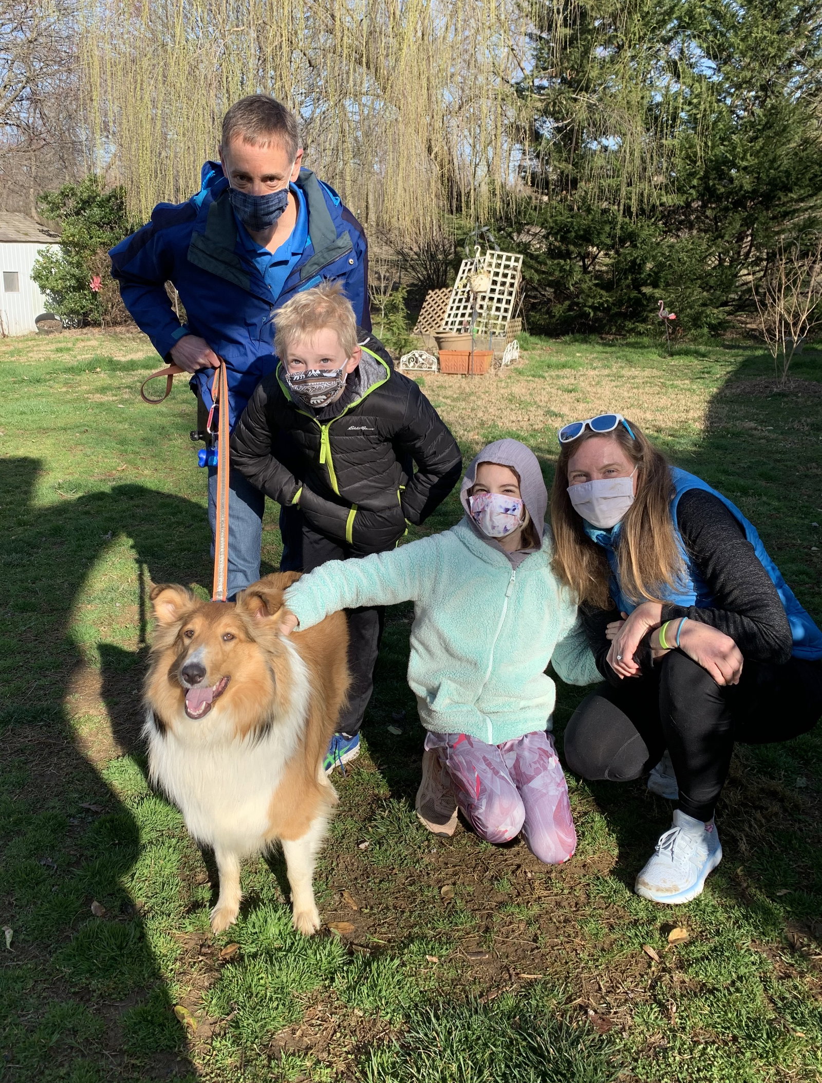Belle a Baby Female Collie (long coat) adopted through Collie Rescue
