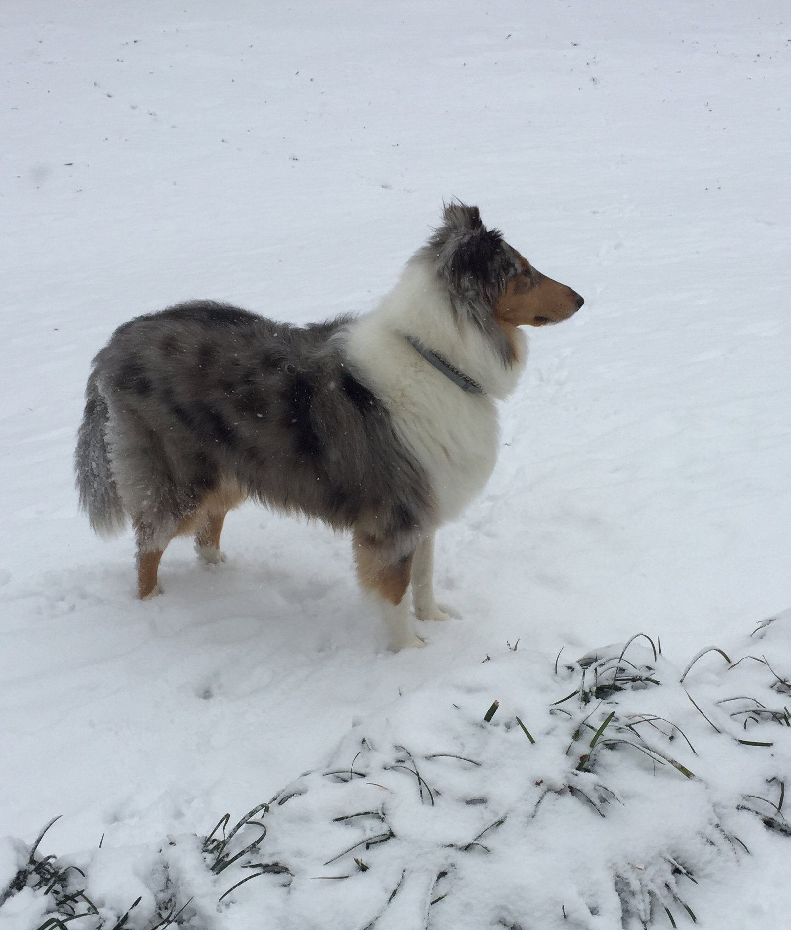 Rose a Adult Female Collie (long coat) adopted through Collie Rescue