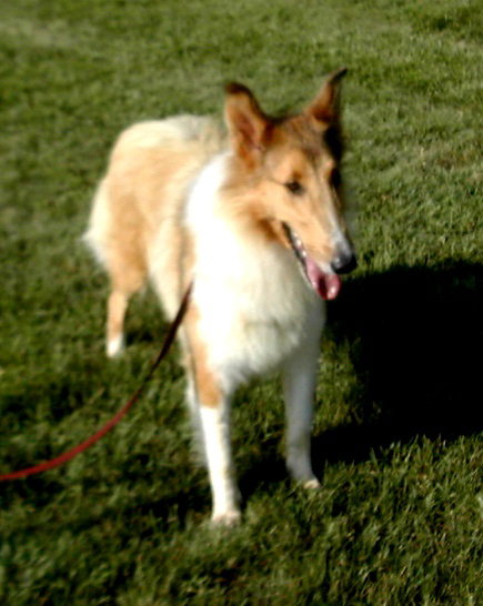 Gracie a Young Female Collie (long coat) adopted through Collie Rescue