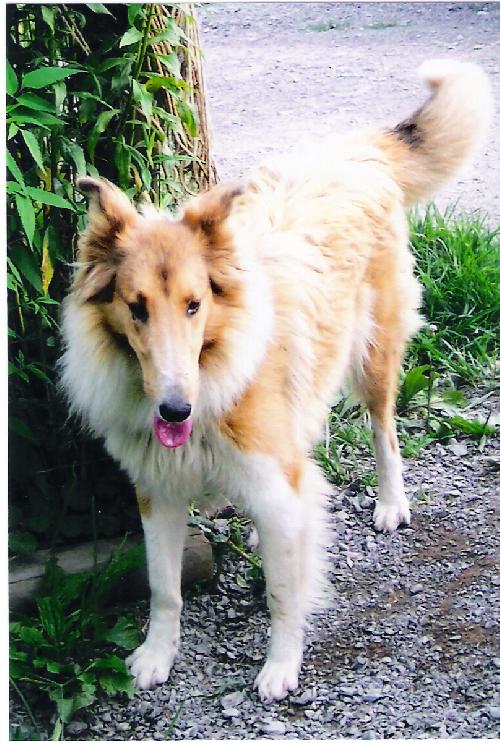 Gracie - photo 3