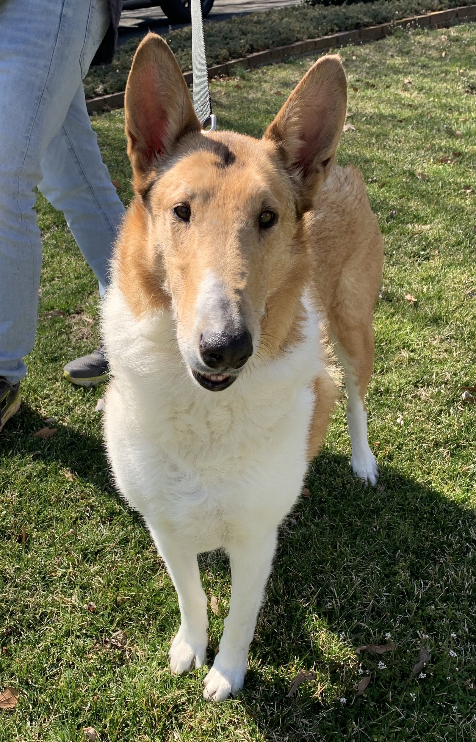 Lassie a Adult Female Collie (short coat) adopted through Collie Rescue