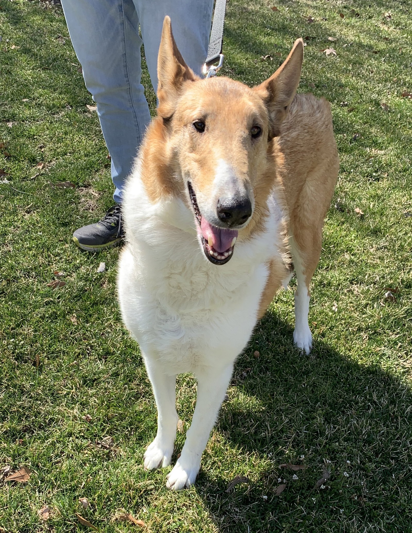 Lassie - photo 2