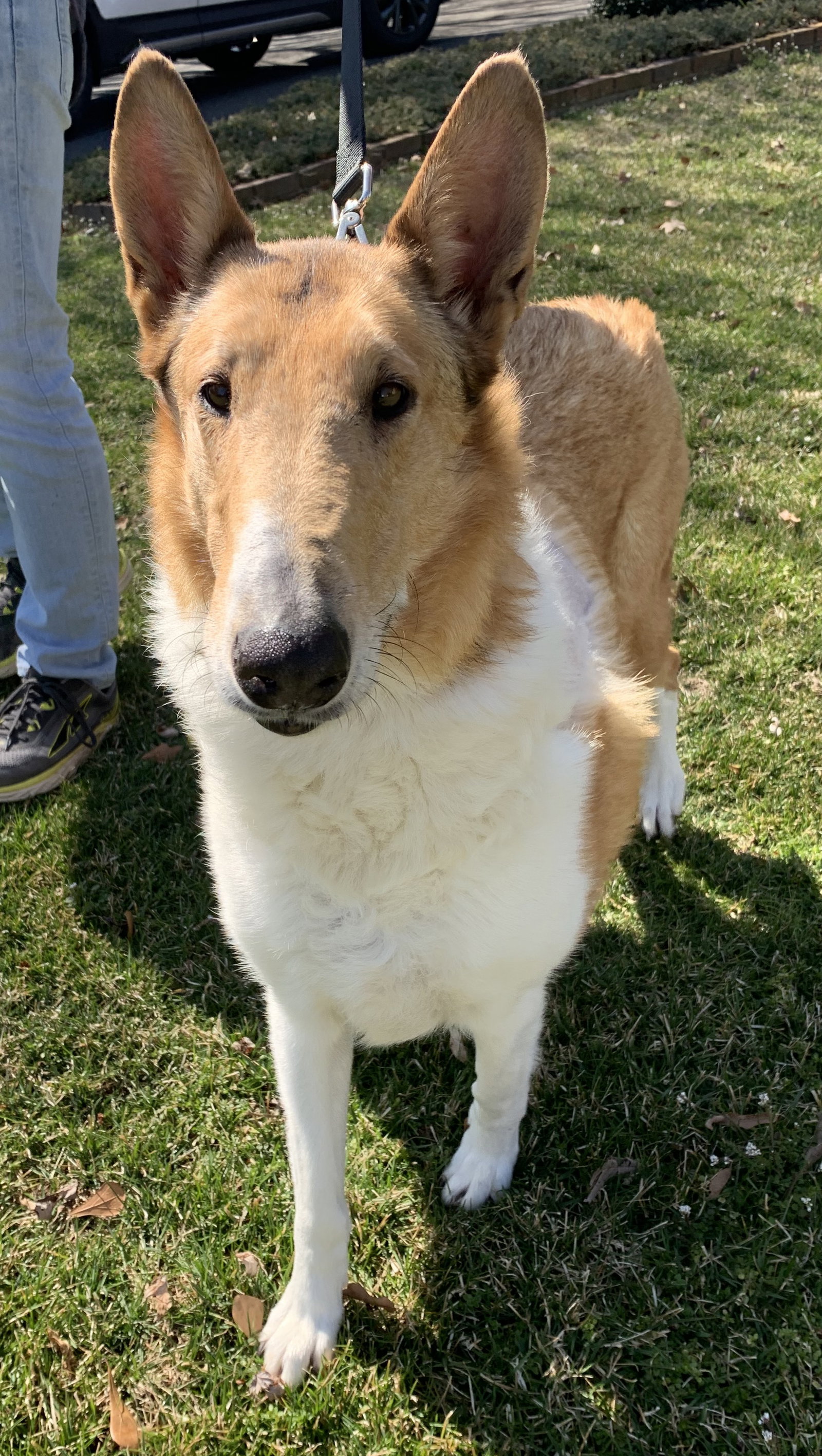 Lassie - photo 3