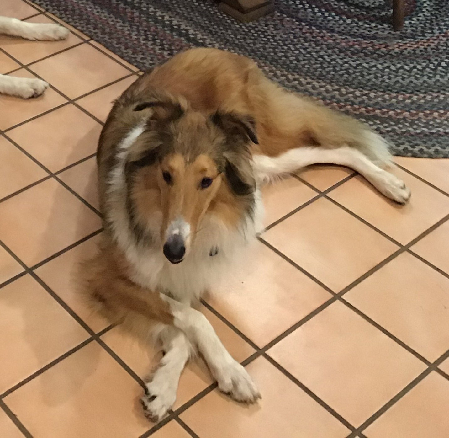 Kula a Young Female Collie (long coat) adopted through Collie Rescue
