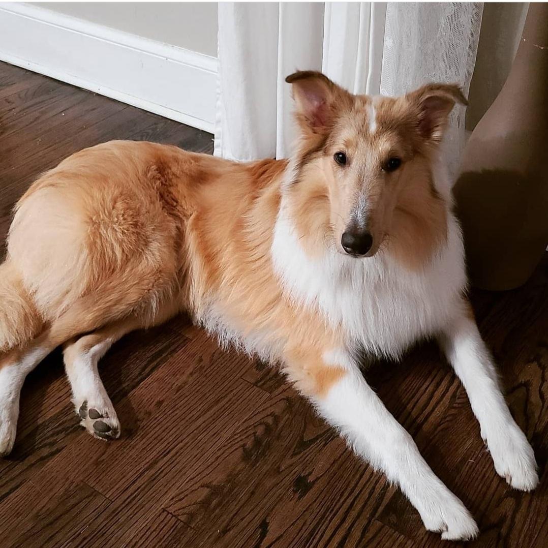 Callum a Young Male Collie (long coat) adopted through Collie Rescue