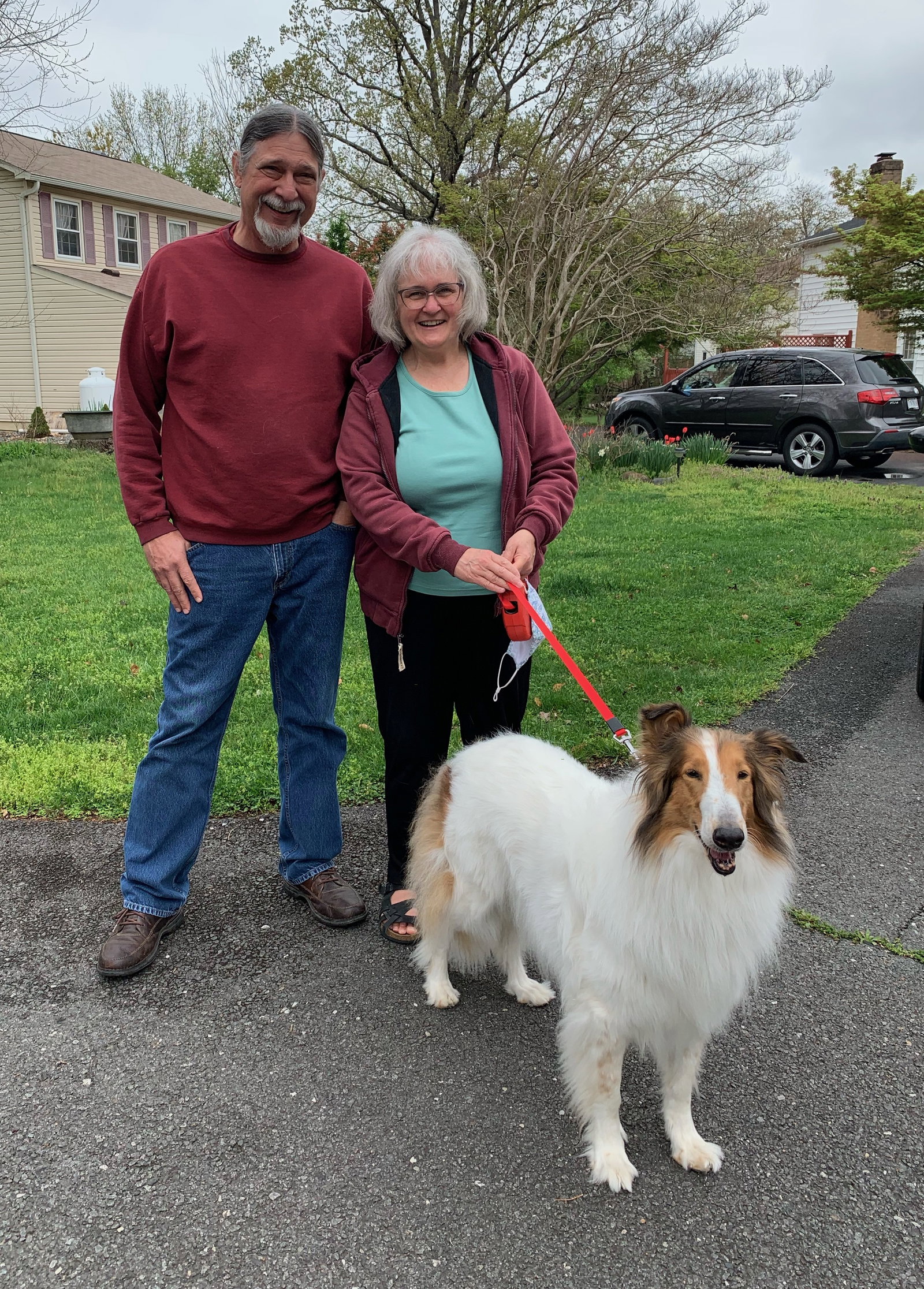 Chloe a Adult Female Collie (long coat) adopted through Collie Rescue
