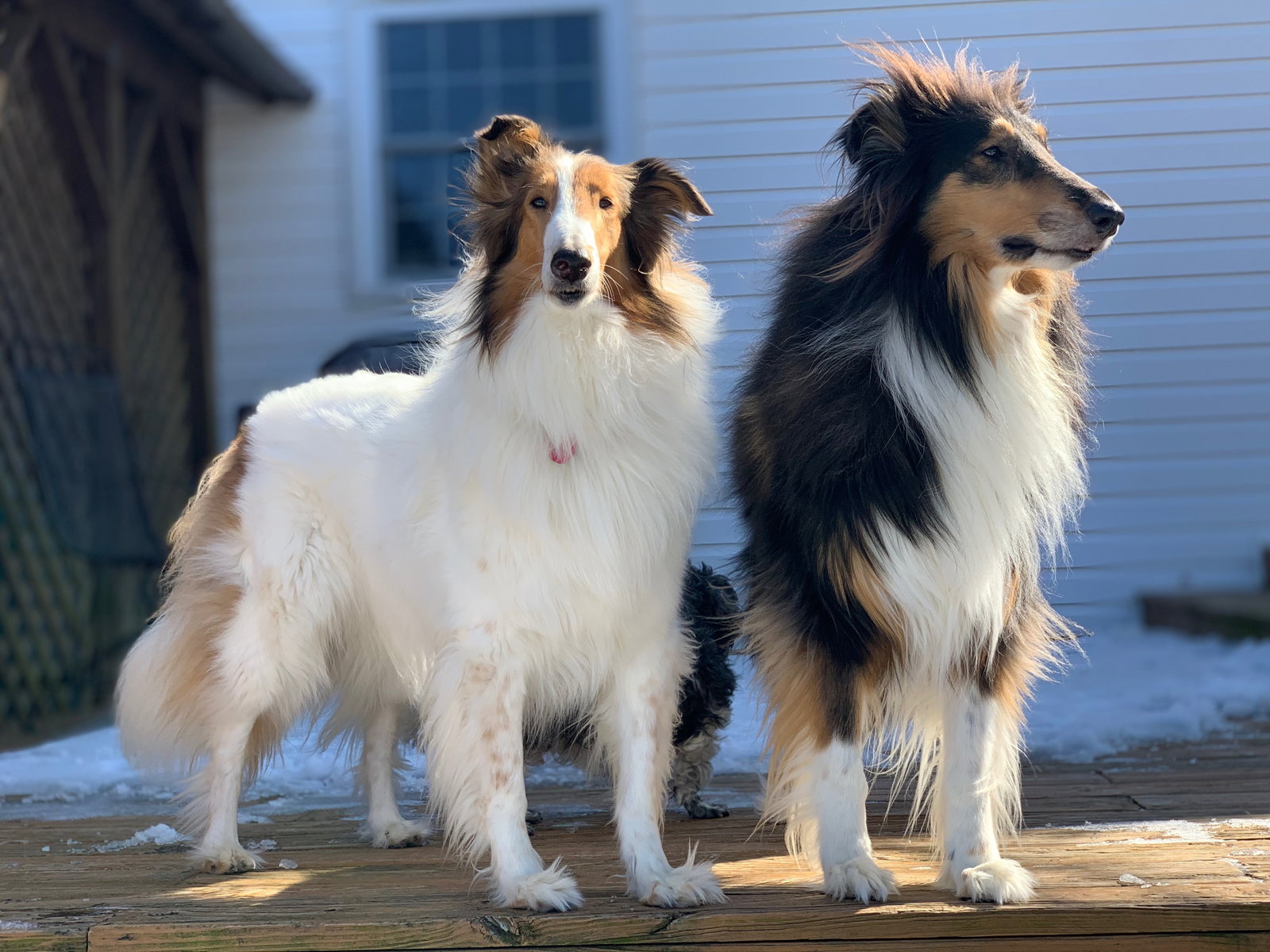 Elliott a Adult Male Collie (long coat) adopted through Collie Rescue