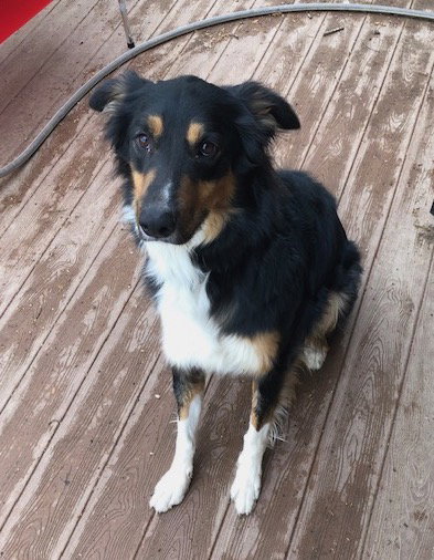 Apollo a Adult Male Collie / Border Collie / Mixed (long coat) adopted through Collie Rescue