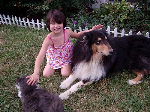 Zak a Adult Male Collie (long coat) adopted through Collie Rescue