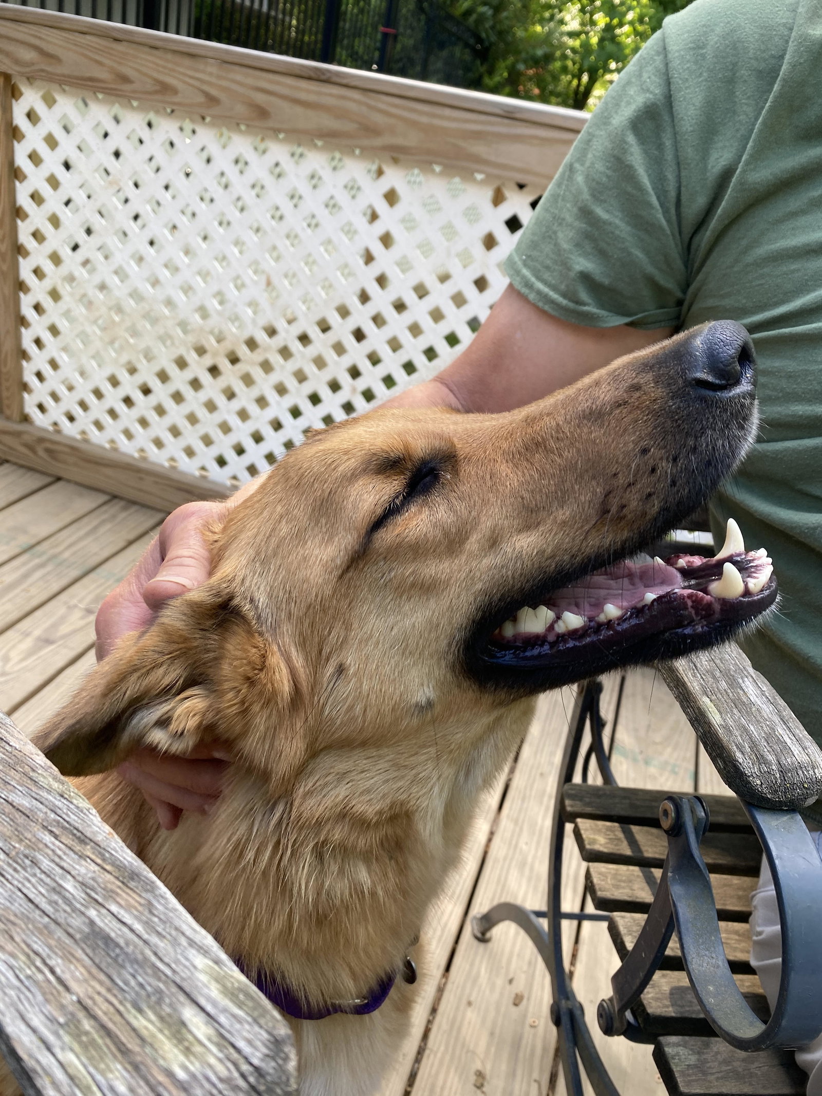 Lexi a Adult Female Collie / Shepherd / Mixed (short coat) adopted through Collie Rescue