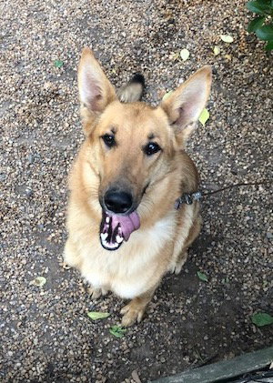 Kensy a Adult Female Collie / German Shepherd Dog (short coat) adopted through Collie Rescue