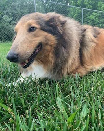 Shirley a Adult Female Collie (long coat) adopted through Collie Rescue