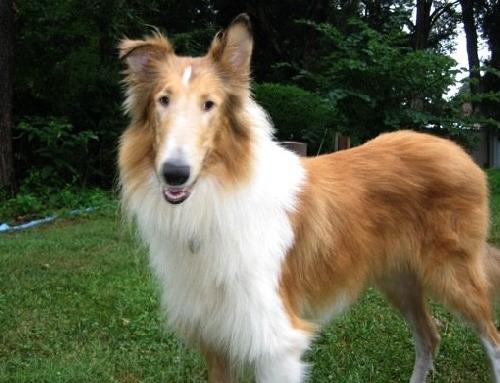 Jackson a Young Male Collie (medium coat) adopted through Collie Rescue