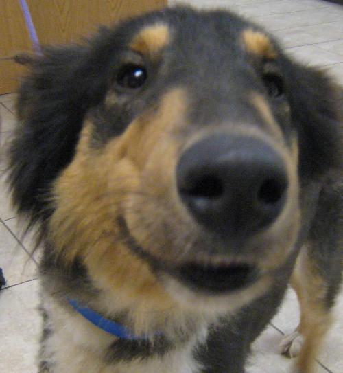 Wendy a Young Female Collie (long coat) adopted through Collie Rescue