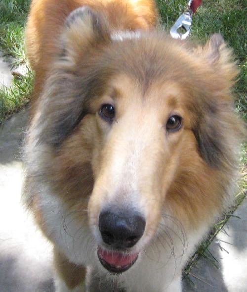 Bonnie a Adult Female Collie (long coat) adopted through Collie Rescue